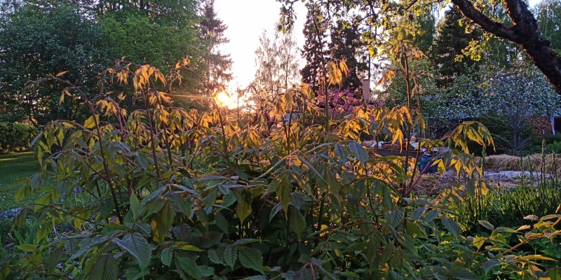 Aruncus dioicus Töyhtöangervo